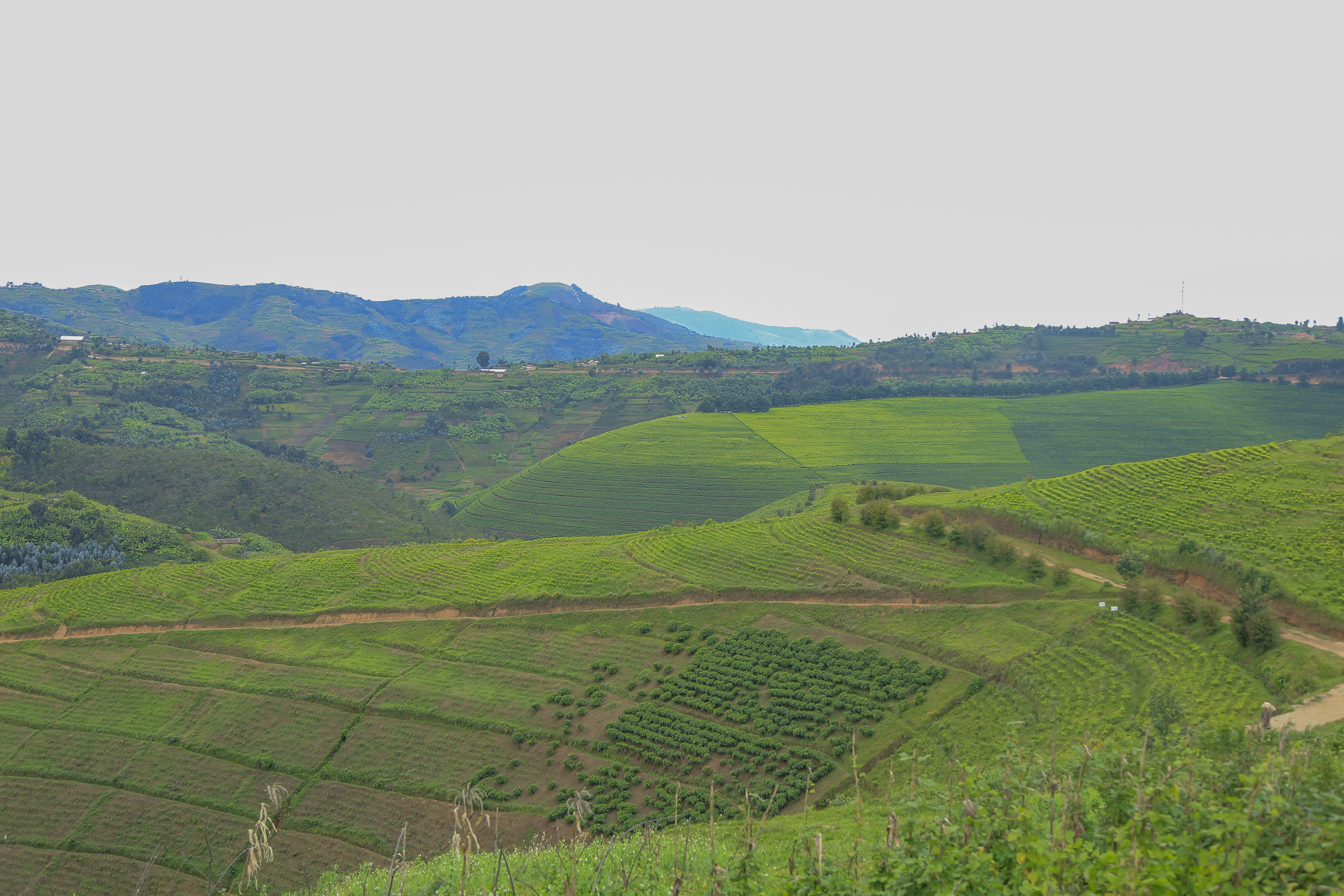The hillside that earns