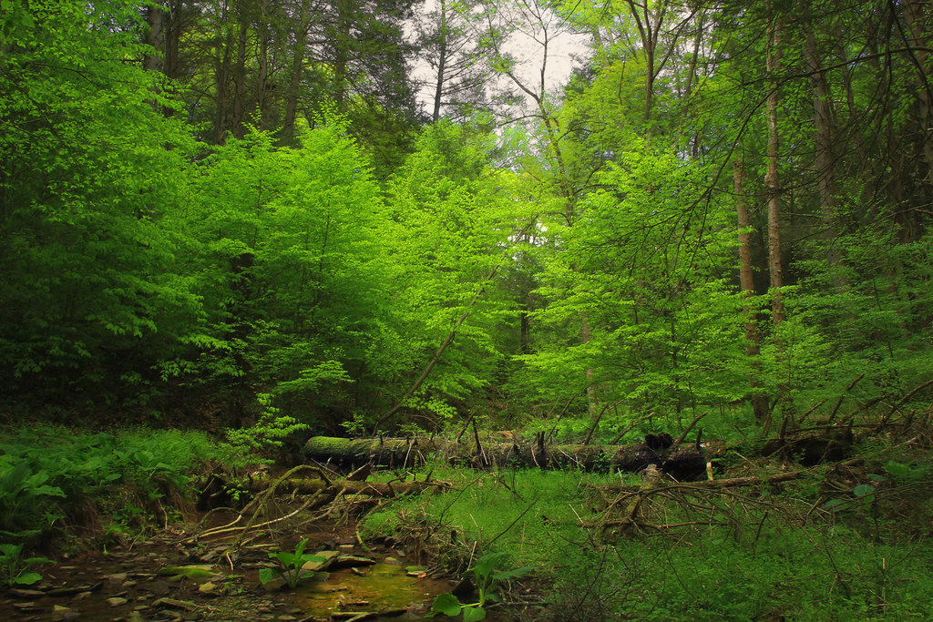 Hillside reforestation