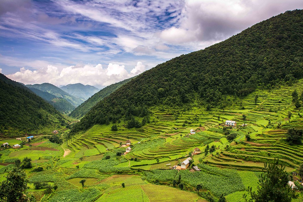 Agroforestry