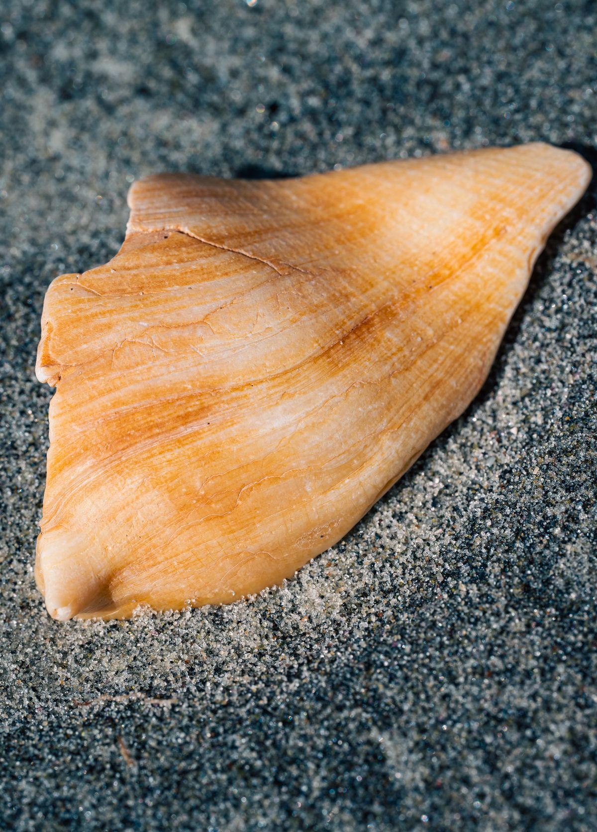 A small orange shell fragment on dark sand