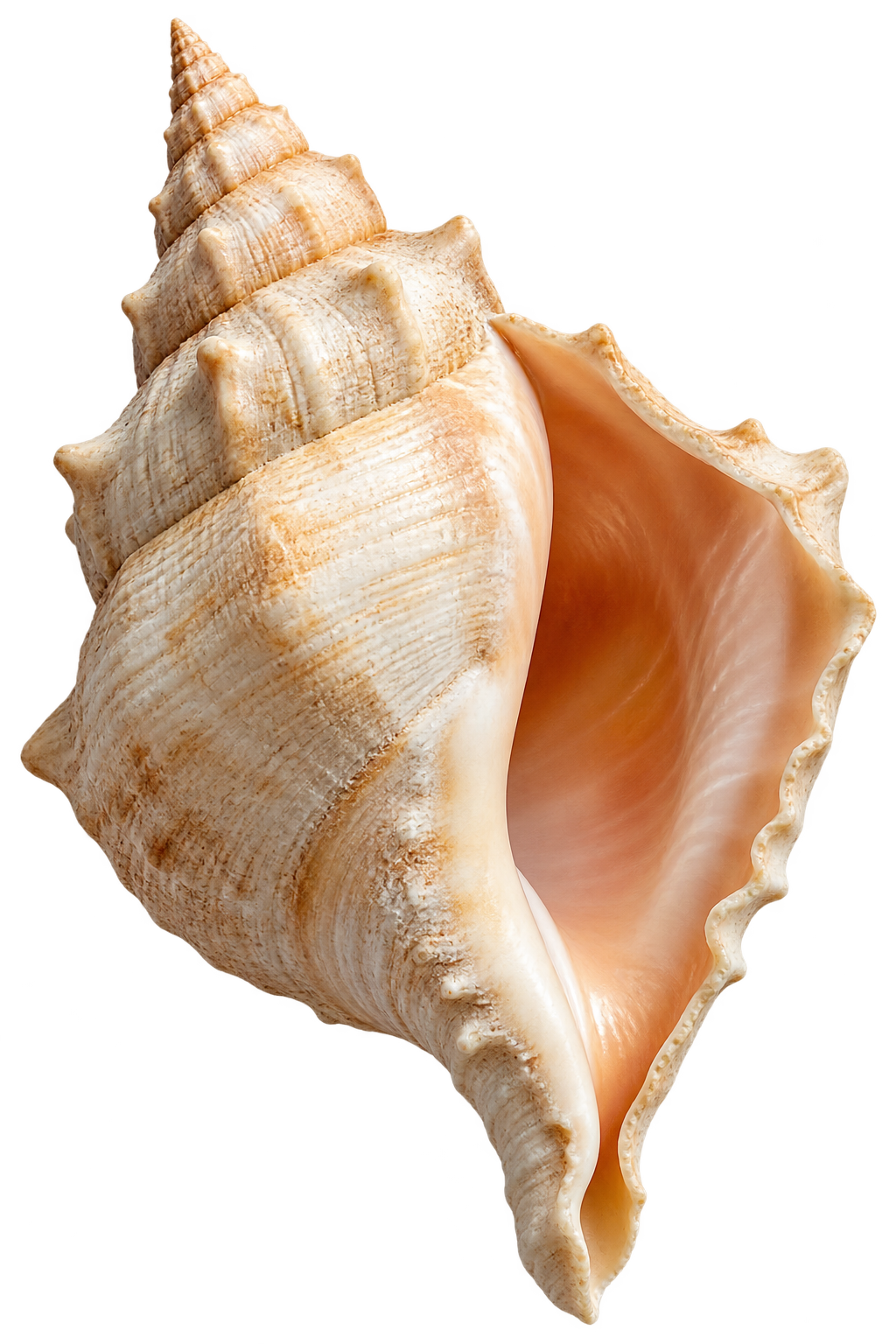 Edition’s seashell